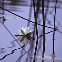 Nymphaea alba (grzybienie białe)