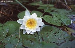 Nymphaea alba (grzybienie białe)