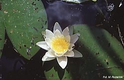 Nymphaea alba (grzybienie białe)