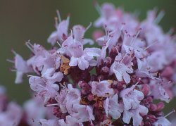 Origanum vulgare