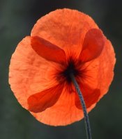 Papaver dubium