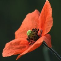 Papaver dubium