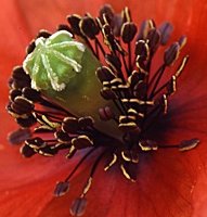 Papaver dubium