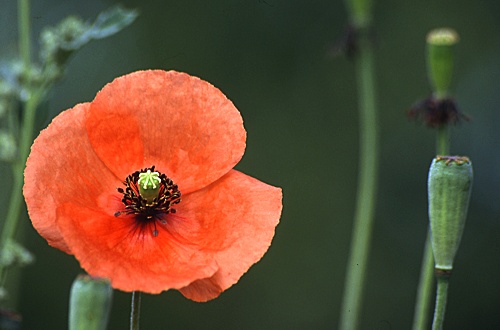 Papaver dubium