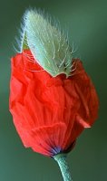 Papaver dubium