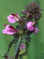 Pedicularis palustris