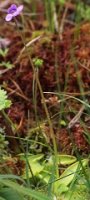 Pinguicula vulgaris ssp. vulgaris (tłustosz pospolity typowy)