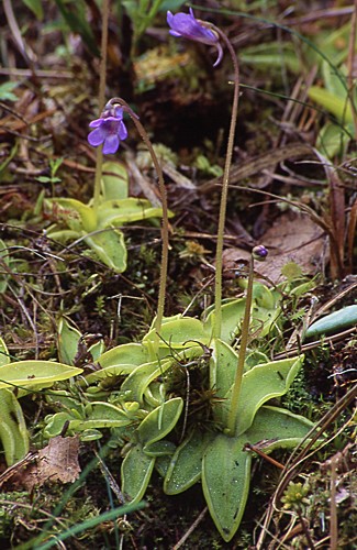 Pinguicula vulgaris ssp. vulgaris (tłustosz pospolity typowy)