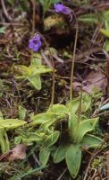 Pinguicula vulgaris ssp. vulgaris (tłustosz pospolity typowy)