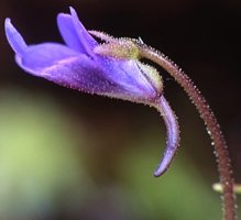 Pinguicula vulgaris ssp. vulgaris (tłustosz pospolity typowy)