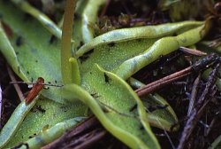 Pinguicula vulgaris ssp. vulgaris (tłustosz pospolity typowy)