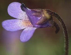 Pinguicula vulgaris ssp. vulgaris (tłustosz pospolity typowy)