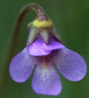 Pinguicula vulgaris ssp. vulgaris (tłustosz pospolity typowy)