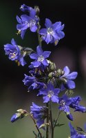 Polemonium caeruleum