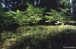 Pteridium aquilinum