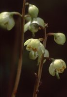 Pyrola chlorantha