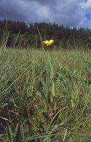 Ranunculus lingua