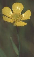 Ranunculus lingua