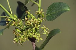 Rhamnus catharticus