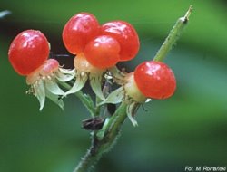 Rubus saxatilis