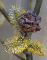 Salix cinerea