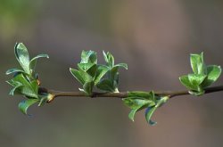 Salix cinerea