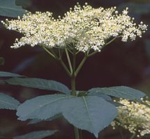 Sambucus nigra