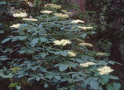 Sambucus nigra