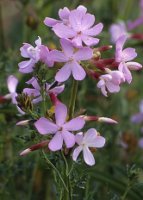 Saponaria officinalis