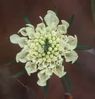 Scabiosa ochroleuca