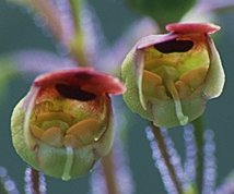 Scrophularia nodosa