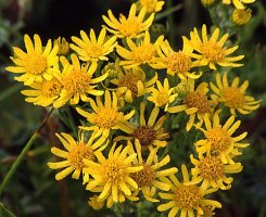 Senecio jacobea