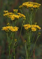 Senecio jacobea