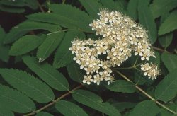 Sorbus aucuparia