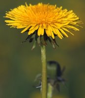 Taraxacum officinale coll. (mniszek lekarski (coll.))