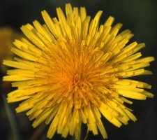 Taraxacum officinale coll. (mniszek lekarski (coll.))