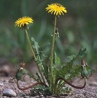 Taraxacum officinale coll. (mniszek lekarski (coll.))