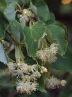 Tilia cordata