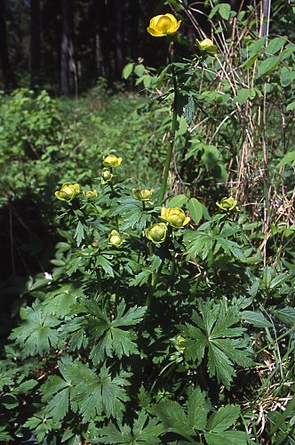 Trollius europaeus