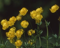 Trollius europaeus