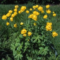 Trollius europaeus