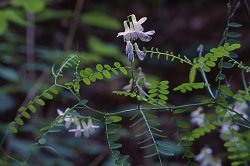 Vicia sylvatica (wyka leśna)