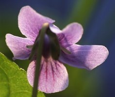 Viola epipsila