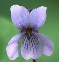 Viola palustris