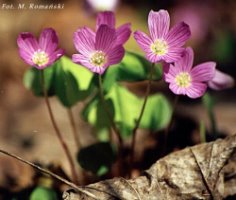 Oxalis acetosella