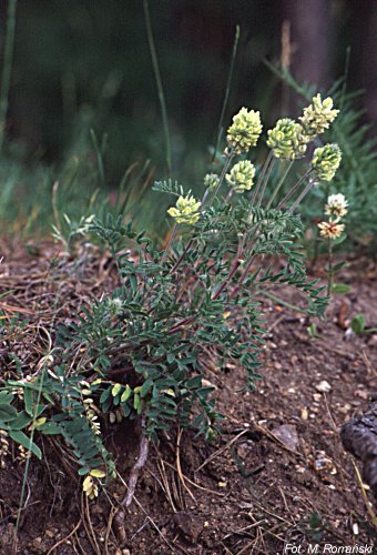 Oxytropis pilosa