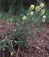 Oxytropis pilosa