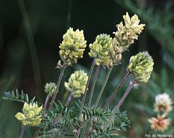 Oxytropis pilosa