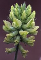 Oxytropis pilosa