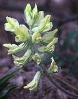 Oxytropis pilosa